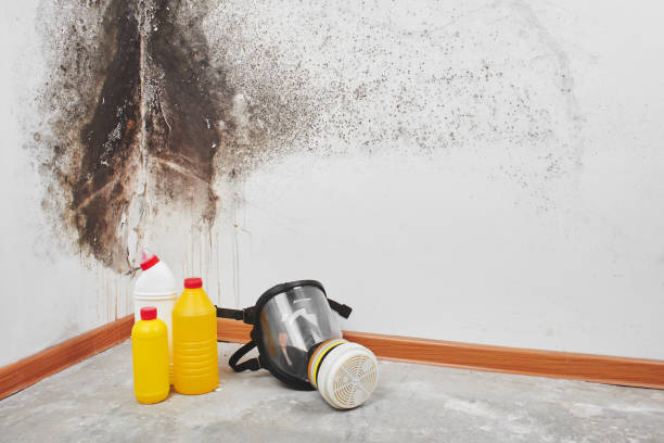 Best Office Mold Removal Services  in Collinsville, CT