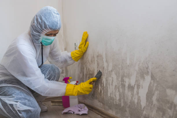 Best Mold Damage Repair  in Collinsville, CT