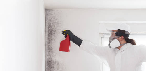 Best Attic Mold Removal  in Collinsville, CT