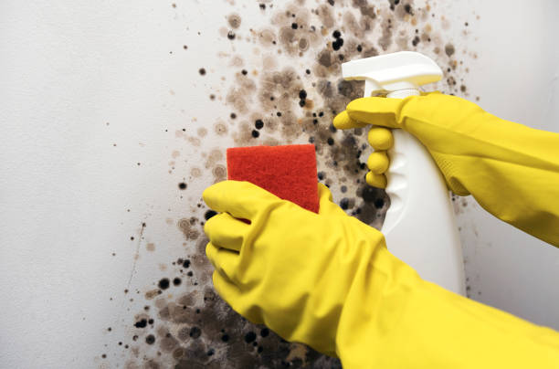 Best Mold Testing  in Collinsville, CT