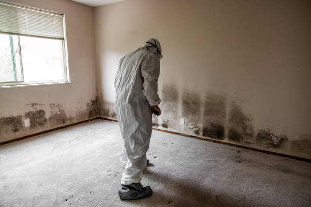 Best Certified Mold Removal  in Collinsville, CT