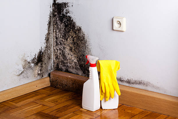 Best Black Mold Removal  in Collinsville, CT