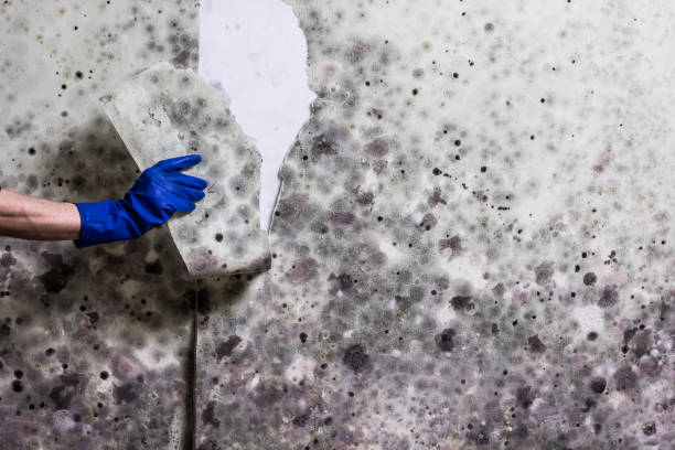 Best Mold Removal Company Near Me  in Collinsville, CT