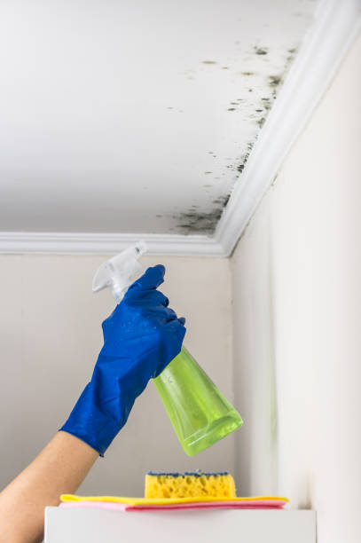 Best Affordable Mold Removal  in Collinsville, CT